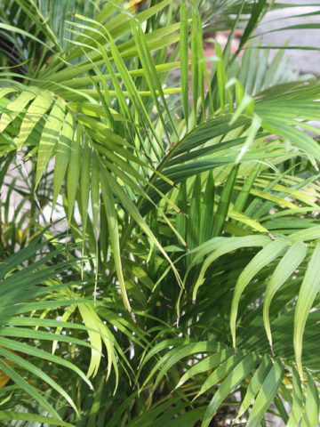 Alternative view of Neanthe Bella Parlor Palm Tree (chamaedorea elegans)