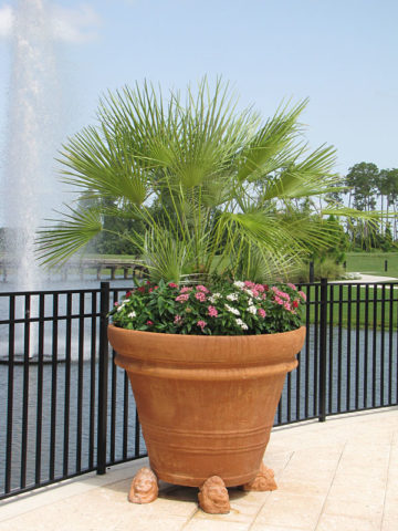 Alternative view of European Fan Palm Tree (chamaerops humilis)