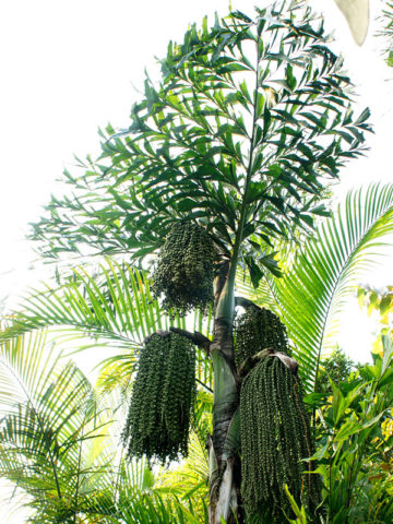 Alternative view of Himalayan Fish Tail Palm (caryota maxima)