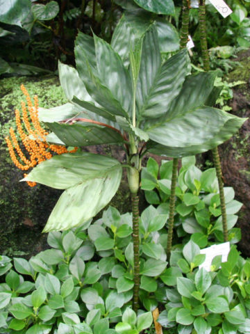Alternative view of Metallic Fish Tail Palm Tree (chamaedorea metallica)
