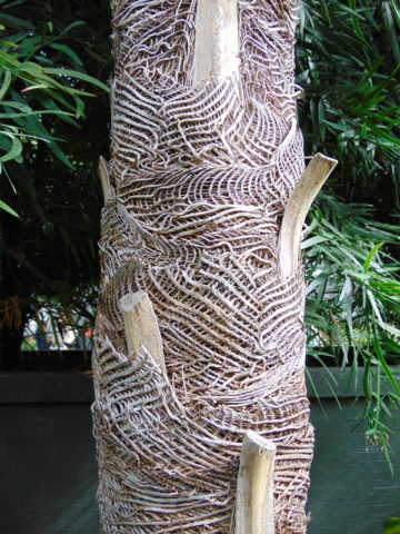 Cuban Silver Frond Palm (coccothrinax miraguama)