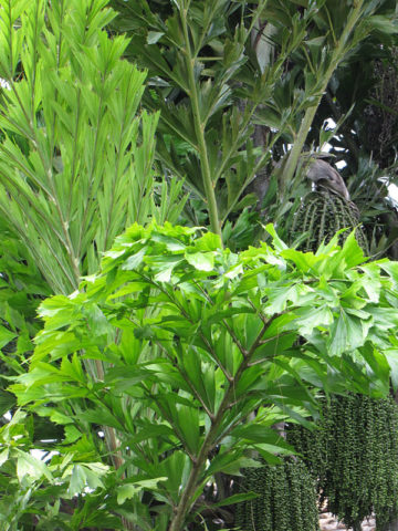 Alternative view of Clumping Fish Tail Palm Tree (caryota mitis)