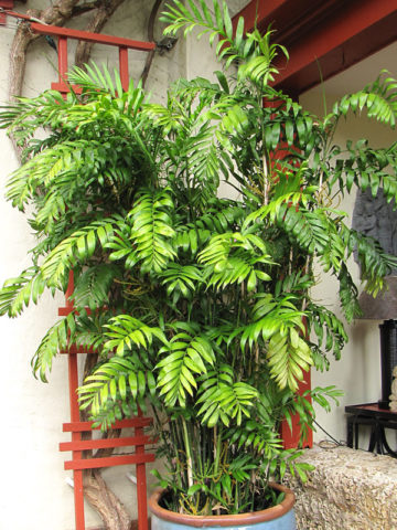 Alternative view of Long Stem Bamboo Palm Tree (chamaedorea seifrizii)