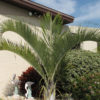 Triangle Palm Tree (dypsis decaryi)