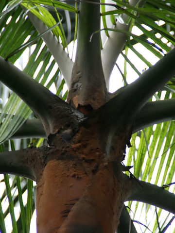 Alternative view of Teddy Bear Palm Tree (dypsis leptocheilos)