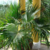 Chinese Fan Palm Tree (livistona chinensis)
