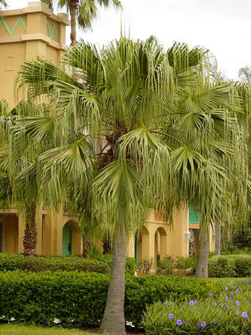 Alternative view of Weeping Ribbon Fan Palm Tree (livistona decipiens)