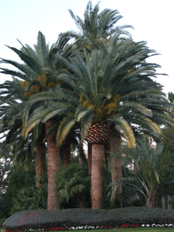 Alternative view of Canary Island Date Palm Tree (phoenix canariensis)