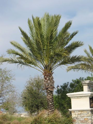 Alternative view of True Date Palm Tree (phoenix dactylifera)