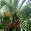 Kashmir Mountain Date Palm Tree (phoenix loureiroi humilis)