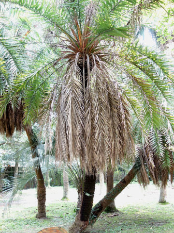 Alternative view of Kashmir Mountain Date Palm Tree (phoenix loureiroi humilis)