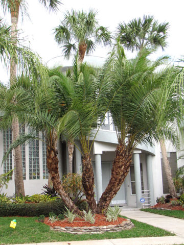 Alternative view of Senegal Date Palm Tree (phoenix reclinata)