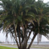 Senegal Date Palm Tree (phoenix reclinata)
