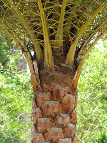 Alternative view of Indian Silver Date Palm Tree (phoenix sylvestris)