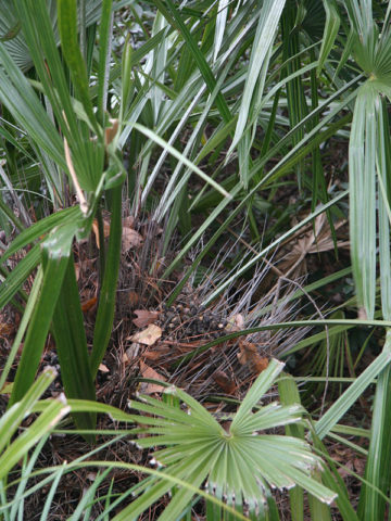 Alternative view of Cold Hardy Needle Palm Tree (rhapidophyllum hystrix)