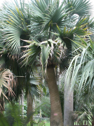 Alternative view of Bermuda Palmetto Palm Tree (sabal bermudana)