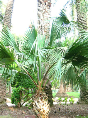 Bermuda Palmetto Palm Tree (sabal bermudana) – Urban Perennials
