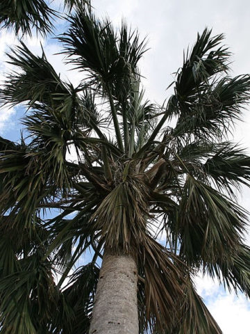 Alternative view of Hispaniola Palmetto Palm Tree (sabal domingensis)