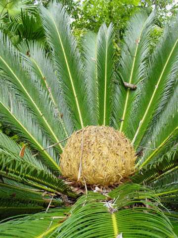 Alternative view of King Sago Palm (cycas revoluta)
