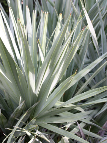 Alternative view of Silvery-Blue Saw Palmetto Palm (serenoa repens)