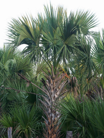 Alternative view of Robust Sabal Palm (sabal mexicana)