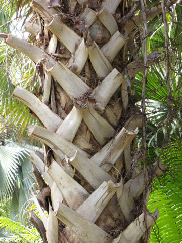 Alternative view of Huge Sabal Hybrid Riverside Palm Tree (sabal riverside)