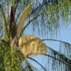 Queen Palm Tree (syagrus romanzoffiana)