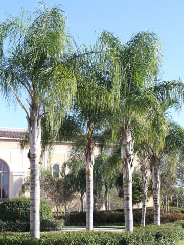 Alternative view of Queen Palm Tree (syagrus romanzoffiana)