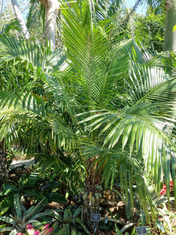 Alternative view of Arikury Parrot Palm Tree (syagrus schizophylla)
