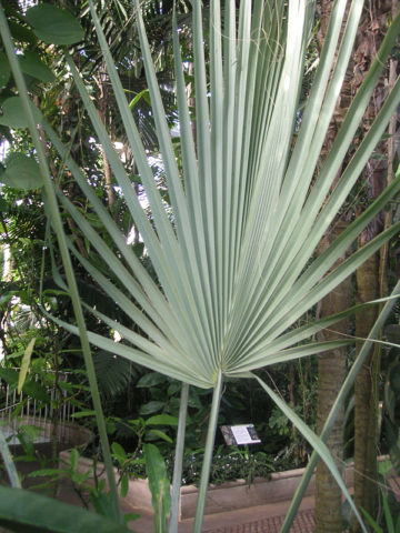 Alternative view of Silver Sonoran Palmetto Palm Tree (sabal uresana)