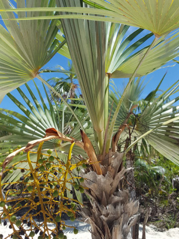 Alternative view of Caribbean Thatch Palm Tree (thrinax radiata)