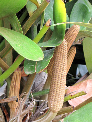 Alternative view of Cardboard Palm (cycad zamia furfuracea)