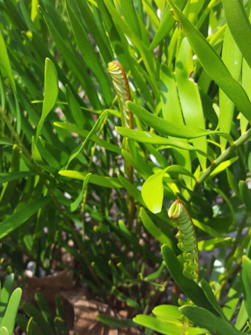 Alternative view of Coontie Palm (cycad zamia pumila)