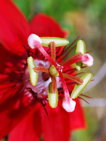 Alternative view of Red Flowering Passionfruit Vine (passiflora coccinea)