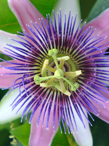 Alternative view of Purple Hawaiian Passionfruit Vine (passiflora edulis)