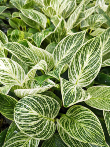 Alternative view of Super White Philodendron Birkin Variegata in 2x2x7" Pot