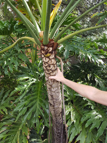 Alternative view of Philodendron Deja Vu Plant