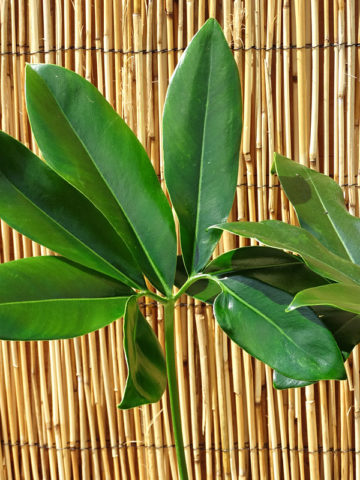 Alternative view of Philodendron Hawaiian Finger Leaf Plant