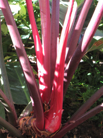 Alternative view of Philodendron Rojo Congo Plant