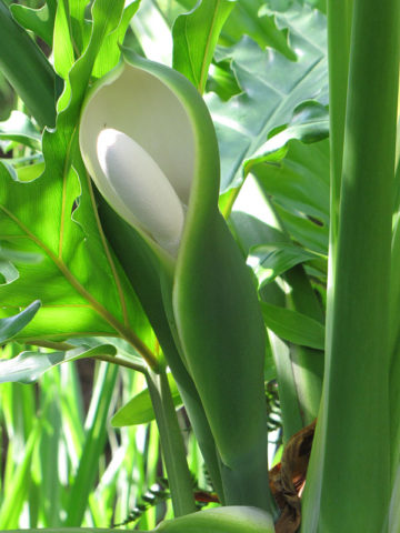 Alternative view of Giant Split Leaf Phil Plant (philodendron selloum)