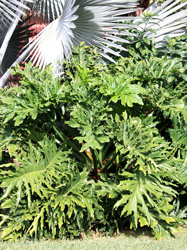 Giant Split Leaf Phil Plant (philodendron selloum) Urban