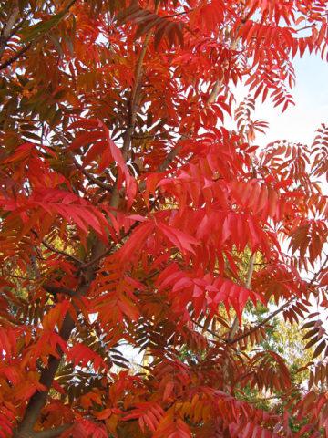 Alternative view of Chinese Pistachio Tree (pistacia chinensis)