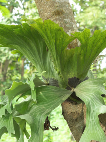 Alternative view of Lg. Elephant Staghorn Fern (platycerium elephantotis)