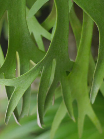Alternative view of Lg. Florida Staghorn Fern (platycerium netherlands)