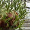 Lg. Florida Staghorn Fern (platycerium netherlands)