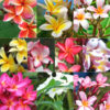 2 Plumeria Random Color Plants