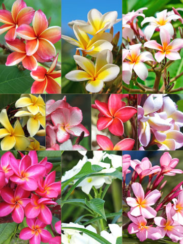 2 Plumeria Random Color Plants