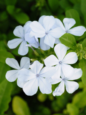 Alternative view of Miami White Plumbago Plant (plumbago auriculata)