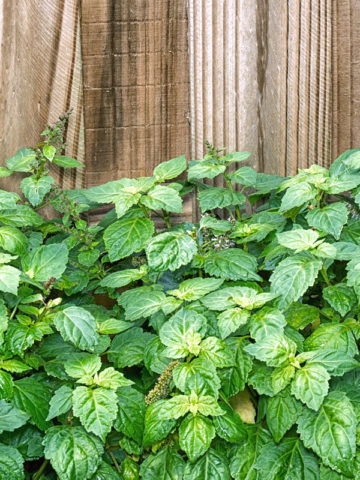 Alternative view of Aromatic Patchouli Bush (pogostemon cablin)