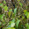 Aromatic Patchouli Bush (pogostemon cablin)